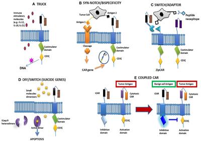 Potential Application of Chimeric Antigen Receptor (CAR)-T Cell Therapy in Renal Cell Tumors